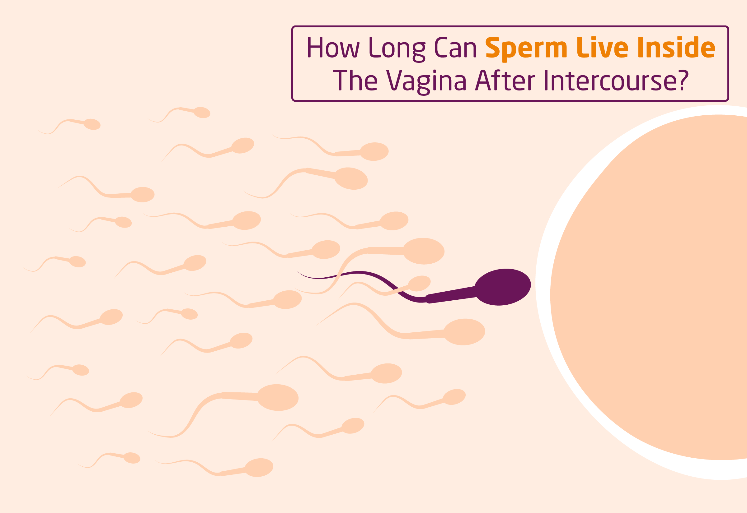 How Long Can Sperm Live Inside The Vagina After Intercourse?