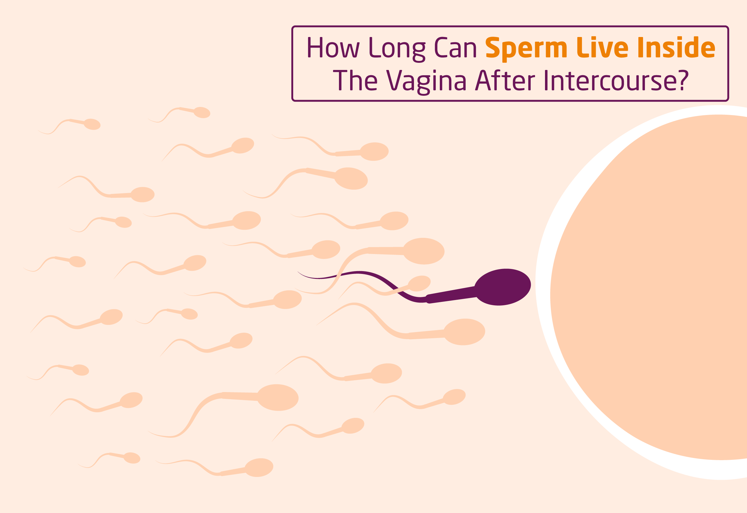 How Long Can Sperm Live Inside The Vagina After Intercourse